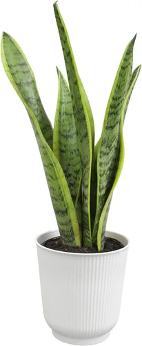 Miniatura 16 de Planta de serpiente viva, Sansevieria Zeylanica, planta de interior en maceta, planta de lengua de suegra Sansevieria viva, planta suculenta en Olla