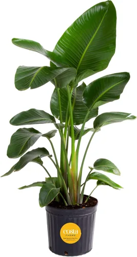 Miniatura 13 de Costa Farms White Bird of Paradise - Planta viva en maceta decorativa, planta de interior grande, perfecta para decoración del hogar, habitación u