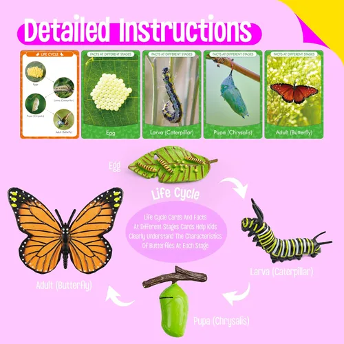 Miniatura 4 de 15 tarjetas de mariposa con 4 figuras de plástico, tarjetas de introducción de mariposas, insectos, huevo a mariposa, kit de juguete para niños