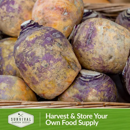 Miniatura 5 de Survival Garden Seeds - 1 paquete de semillas de Rutabaga púrpura estadounidense para plantar con instrucciones para cultivar Brassica Napus en tu