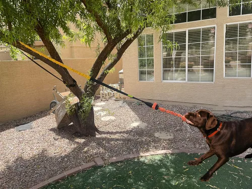 Miniatura 6 de Juguete elástico para perros de 20.35 pies con cuerda interactiva reforzada con dos recambios de repuesto, juguetes interactivos para perros