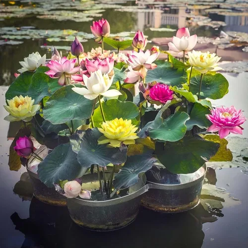 Miniatura 4 de Más de 30 tazones de semillas de loto bonsái para plantar semillas de flores de lirio acuático, semillas de plantas sin OMG, semillas de jardín
