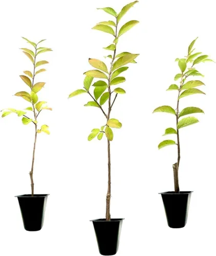 Crape Myrtle Tonto | 10 plantas vivas | Flores rojas fucsias/rosas, planta viva premium, arbusto ornamental para cautivadores acentos de jardín