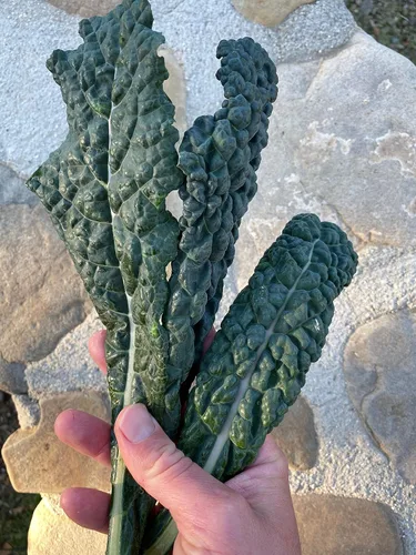 Miniatura 4 de Plant Good Seed Black Magic Lacinato - Semillas de col rizada, paquete de 150, semillas tradicionales para plantar verduras, suministros
