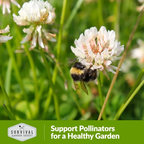 Miniatura 5 de Semillas de trébol blanco holandés para plantar, cubierta de suelo floreciente para céspedes polinizadores, control de erosión y suelo fijador