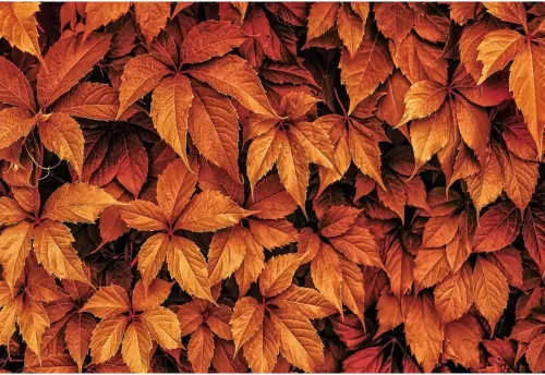 Miniatura 12 de Telón de fondo de otoño de 5 x 3 pies para sesión de fotos, tablero de madera de otoño para fotografía, decoración de pared de Acción de Gracias