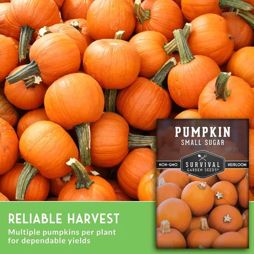 Miniatura 5 de Survival Garden Seeds - Semillas pequeñas de calabaza de azúcar para plantar - 1 paquete con instrucciones para cultivar calabazas de pastel