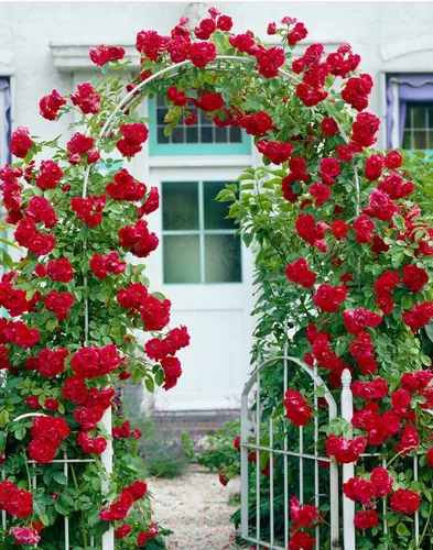 Miniatura 4 de Más de 100 semillas de rosas rojas trepadoras para plantar al aire libre, flores ornamentales trepadoras, arbustos de rosa, trepador de vid de larga