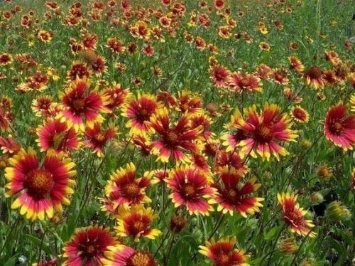 Miniatura 3 de Manta india Gaillardia Nice Garden Flower de Seed Kingdom 1,200 Seeds