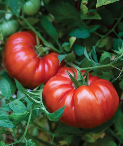 Miniatura 14 de Burpee 'Big Rainbow' Heirloom, Tomate Grande Beefsteak para Rebanar, 100 Semillas Sin OGM