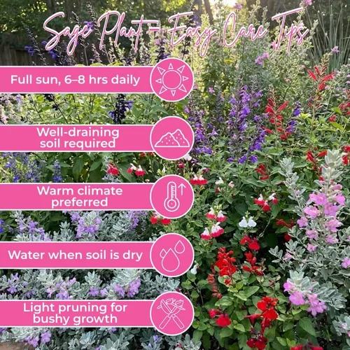 Miniatura 4 de 1 planta viva de salvia para exteriores, arbustos de salvia de 4 a 8 pulgadas de alto, sin maceta (azul púrpura salvia)
