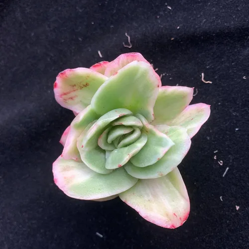 Miniatura 22 de Succulent Plants Live– Easy Care Bare Root Succulents for Indoor Outdoor Decor, Mini Live Plants for Home, Garden, Office, & Gift Ideas