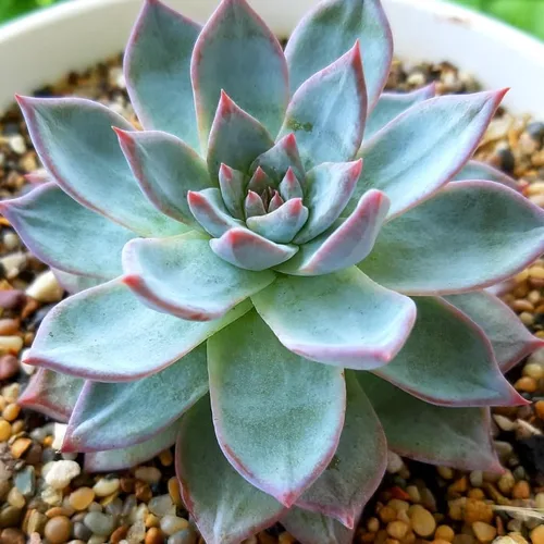 Miniatura 10 de Echeveria Suculents Plantas vivas para plantar, suculentas de Echeveria vivas, plantas de Echeveria vivas, suculentas de Echeveria vivas, suculentas