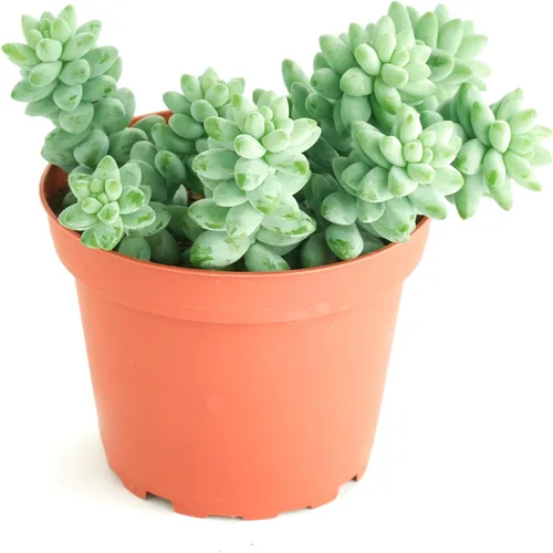 Miniatura 4 de Tienda de Suculentas Gato Calicó Colgante, Crassula Pellucida Variegata, Planta Suculenta Viva Totalmente Enraizada de 10 cm, Planta