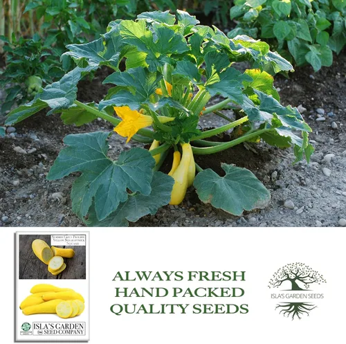 Miniatura 4 de Semillas de calabaza de verano de cuello recto amarillo prolífico temprano para plantar, más de 50 semillas vegetales tradicionales por paquete
