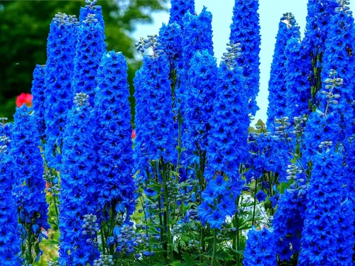 Blue Delphinium Flower Seeds - Más de 100 semillas - Cultiva flores silvestres majestuosas de Delphinium - Fabricado en Estados Unidos