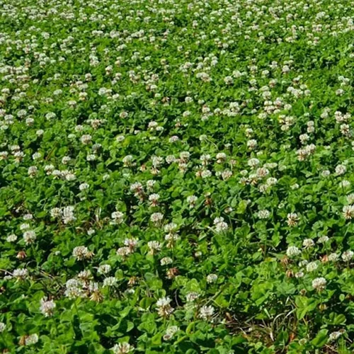 New Zealand Clover - 1 onza ~ 46,875 semillas - Sin OMG, polinizado abierto - Cultivo de cobertura de granja y jardín, cobertura del suelo, semillas