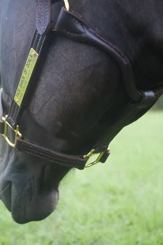 Miniatura 4 de Tack Shack of Ocala Cabestro de cuero con placa de nombre grabada personalizada para caballo, cabestro de cuero, cabestro de cuero para caballos