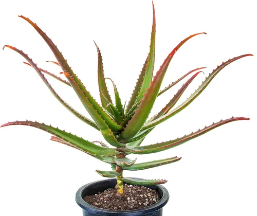 Miniatura 3 de Cactus Outlet Planta de aloe vera – Planta viva de interior y exterior – Planta de casa de aloe saludable – Barbadensis – Planta viva lista