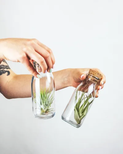 Miniatura 5 de Shop Succulents Colección variada Variedad de especies, planta tropical de interior para decoración del hogar, terrarios DIY, paquete de 10