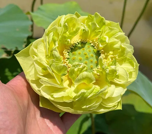 Miniatura 2 de Color mezclado Bonsai Bowl Lotus Water Lily Semillas (30 PCS)