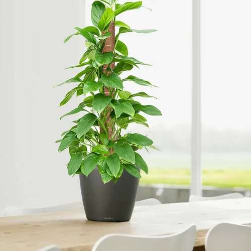Miniatura 7 de GROWNEER Poste de musgo de 24 pulgadas para plantas de interior, 2 piezas de soporte de tótem de coco apilable de 15 pulgadas, palos de musgo con 15