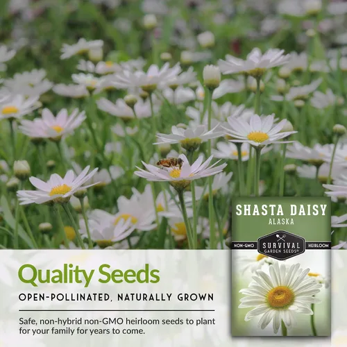 Miniatura 6 de Semilla de margarita Shasta para jardinería, paquete con instrucciones para plantar y cultivar hermosas flores perennes blancas en el jardín