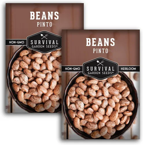 Miniatura 10 de Semillas de frijol Pinto para plantar, frijoles secos de reliquia, variedad de arbustos de alto rendimiento, cultivo alimenticio rico en proteínas