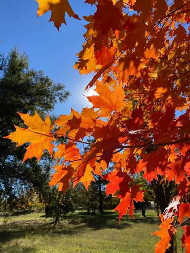 Miniatura 4 de Árbol de Arce Azúcar del Norte Semillas Premium Acer Saccharum 'Fall' Plants' (Premium Seeds, 50)