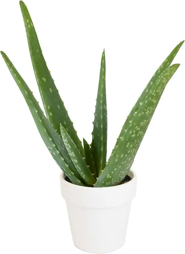 Miniatura 12 de Planta de aloe vera viva en maceta de cultivo de 1G, plantas de interior fáciles, (Aprox. 50.8 cm de altura), suculentas reales, plantas