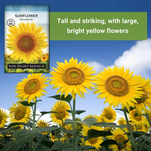 Miniatura 5 de Sow Right Seeds - Semillas de girasol Peredovik para plantar - Paquete de reliquia sin OMG con instrucciones para el cultivo - Flor solar negra rusa