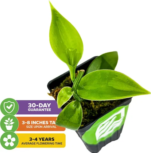Miniatura 2 de Orquídea de Vainilla de Frijol en Vivo - Vanilla planifolia por Wellspring Gardens - Frijoles de Vainilla Fragantes, Enredadera Versátil, Elegancia