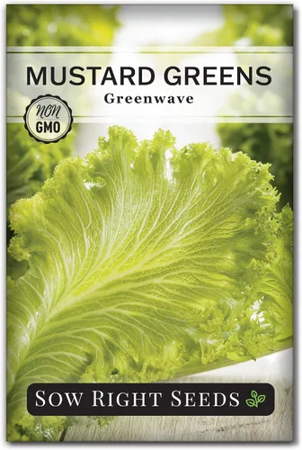 Sow Right Seeds - Semilla de verde mostaza Greenwave para plantar - Paquete de reliquia sin OMG con instrucciones para plantar y cultivar un huerto