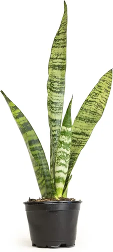 Miniatura 13 de Planta de serpiente viva, Sansevieria Zeylanica, planta de interior en maceta, planta de lengua de suegra Sansevieria viva, planta suculenta en Olla