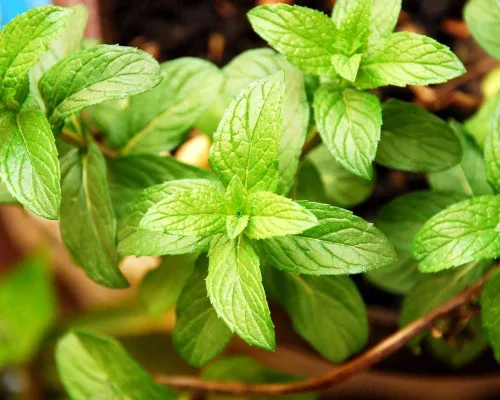 Miniatura 4 de Semillas de menta para plantar en exteriores e interiores, más de 500 semillas sin OMG para jardín de hierbas