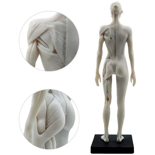 Miniatura 4 de Modelo anatómico musculoesquelético global de cuerpo humano de 11 pulgadas para estudio y enseñanza (hembra)