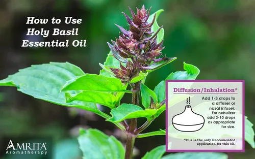 Miniatura 4 de Amrita Aromatherapy: Aceite esencial orgánico de albahaca sagrada (Tulsi); Ocimum Sanctum 100% puro y sin diluir; aceite de aromaterapia de alta