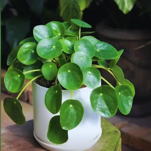 Miniatura 2 de 2 plantas de árbol de dinero viven en interiores, planta Pilea Peperomioides viva, de 4 a 6 pulgadas de alto, planta de interior viva para plantar