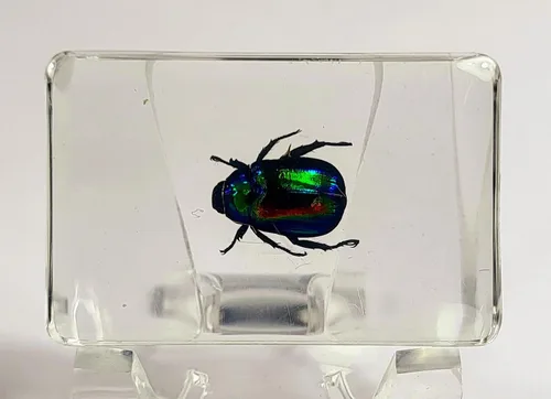 Miniatura 8 de Escarabajo británico Chafer de rosa real de 1.732 pulgadas en resina de lucita cristalina, muestra preservada de cetonia aurata, insectos