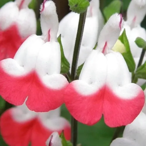 Miniatura 7 de 2 plantas vivas de salvia vibrante, plantas de salvia perennes fragantes vivas para plantación de primavera, plantación de verano, de 5 a 10