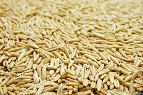 Miniatura 3 de Semilla de avena blanca de Eretz (25 libras) – ¡Elige el tamaño! Granos de avena cultivados en Oregon, sin rellenos, sin recubrimientos, sin