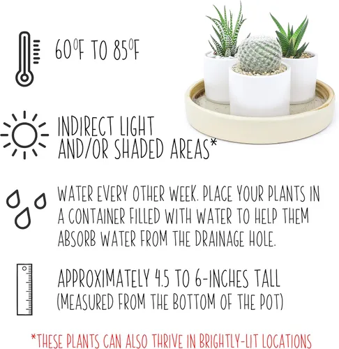 Miniatura 15 de Plants for Pets - Plantas vivas de poca luz en macetas de cerámica para suculentas (paquete de 3), planta suculenta Gasteria y plantas de cactus