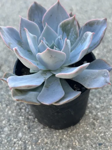 Miniatura 2 de Echeveria Desmetiana - Planta suculenta viva, maceta de 2 pulgadas, totalmente enraizada, azul-verde con bordes rosados, decoración para el hogar