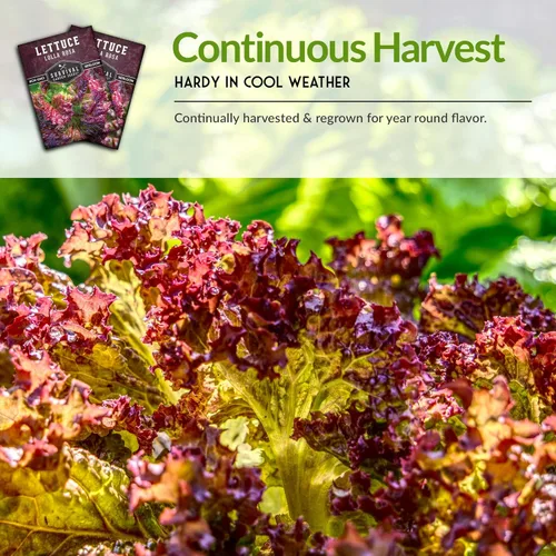 Miniatura 6 de Lolla Rossa Semillas de lechuga para plantar, semillas de lechuga de hoja roja para cultivo de jardín, tolerantes al calor, variedad heredada sin