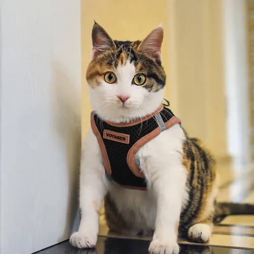 Miniatura 8 de Best Pet Supplies - Malla para todo tipo de clima/felpa, reflectante, arnés antitirones para perros pequeños, medianos y gatos - Seguro con cierre