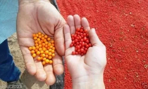 Miniatura 2 de Semillas de pimienta Tepin Amarillo, variedad tepin de maduración amarillo-naranja de México.