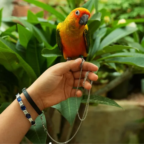 Miniatura 6 de Cadena de pie de pájaro cuerda de entrenamiento de acero inoxidable volador con correa de cuero para muñeca de loro al aire libre, anillo