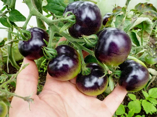 Miniatura 2 de Semillas de tomate cereza rosa índigo/tipo indeterminado/sin OGM/reliquia