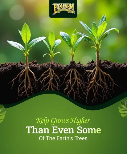 Miniatura 4 de FoxFarm Bushdoctor Kelp Me Kelp You Fertilizante, extracto líquido de algas marinas para plantas, verduras y flores, promueve el crecimiento