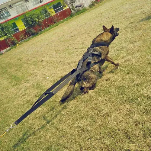 Miniatura 7 de PET ARTIST Arnés de trineo para perros grandes de trabajo, arneses de trineo para perros para entrenamiento de comportamientos, tirar